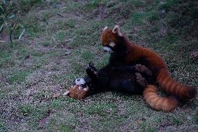 Red Pandas Play at Chongqing Zoo