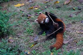Red Pandas Play at Chongqing Zoo