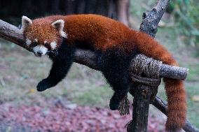 Red Pandas Play at Chongqing Zoo