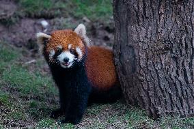 Red Pandas Play at Chongqing Zoo