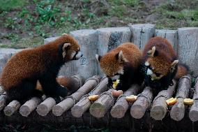 Red Pandas Play at Chongqing Zoo