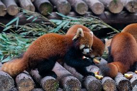 Red Pandas Play at Chongqing Zoo