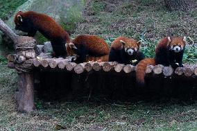 Red Pandas Play at Chongqing Zoo