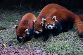 Red Pandas Play at Chongqing Zoo