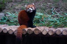 Red Pandas Play at Chongqing Zoo