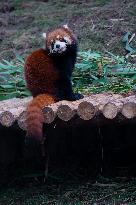 Red Pandas Play at Chongqing Zoo