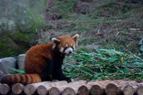 Red Pandas Play at Chongqing Zoo