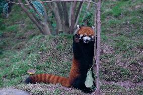 Red Pandas Play at Chongqing Zoo