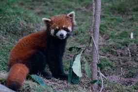 Red Pandas Play at Chongqing Zoo