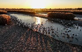 (EcoChina)CHINA-HEBEI-TANGSHAN-WETLAND-BIRDS (CN)