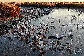 (EcoChina)CHINA-HEBEI-TANGSHAN-WETLAND-BIRDS (CN)