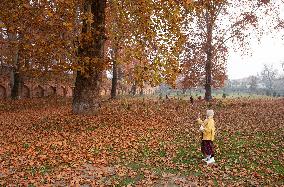 KASHMIR-SRINAGAR-AUTUMN SCENERY