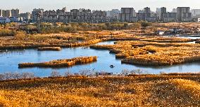 Heihe Wetland National Nature Reserve in Zhangye