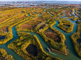Reed Maze in Hongze Lake wetland in Suqian