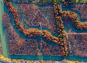 Reed Maze in Hongze Lake wetland in Suqian