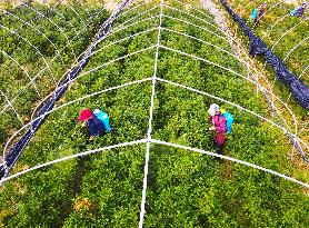 A Torreya Seedling Base in Anqing