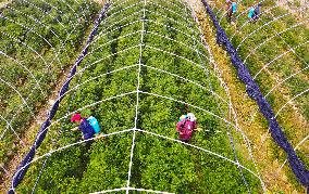 A Torreya Seedling Base in Anqing