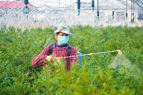 A Torreya Seedling Base in Anqing