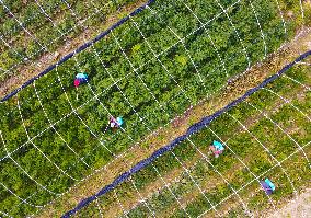 A Torreya Seedling Base in Anqing