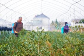 A Torreya Seedling Base in Anqing