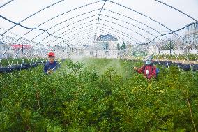 A Torreya Seedling Base in Anqing