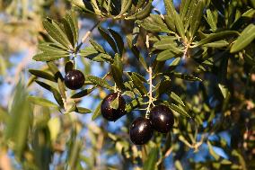 SPAIN-CACERES-OLIVE OIL-PRODUCTION