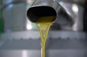 SPAIN-CACERES-OLIVE OIL-PRODUCTION