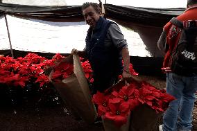 The Christmas Eve Flower Fair Begins In Mexico