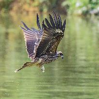 Black-eared Kite