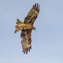 Black-eared Kite