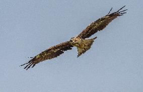 Black-eared Kite