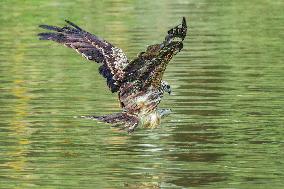 Black-eared Kite