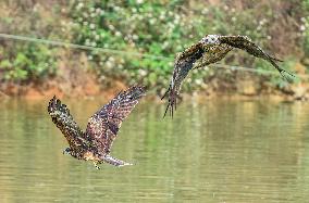 Black-eared Kite