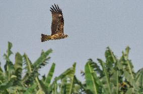 Black-eared Kite