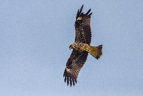 Black-eared Kite