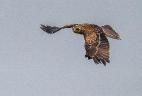 Black-eared Kite