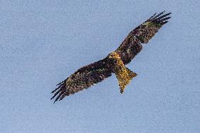 Black-eared Kite