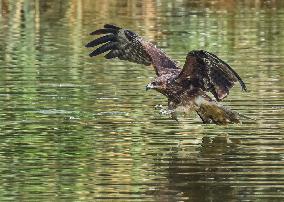 Black-eared Kite