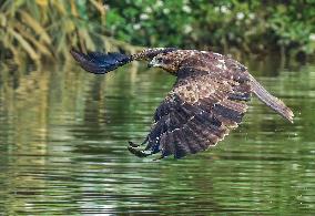 Black-eared Kite