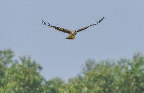 Black-eared Kite