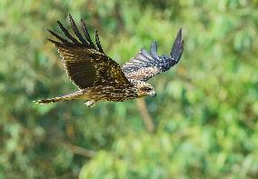 Black-eared Kite