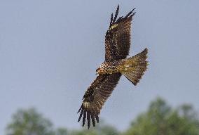 Black-eared Kite