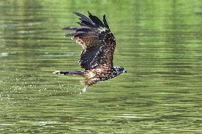 Black-eared Kite