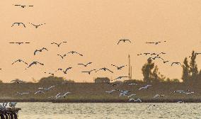 Egrets Fly at Sunset