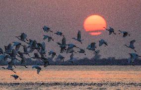 Egrets Fly at Sunset