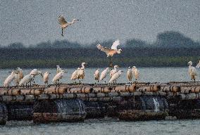 Egrets Fly at Sunset