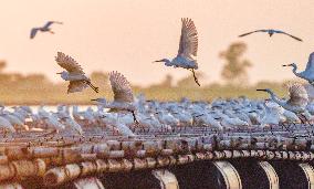 Egrets Fly at Sunset