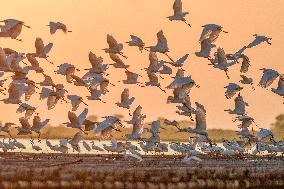 Egrets Fly at Sunset