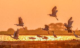 Egrets Fly at Sunset