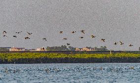 Egrets Fly at Sunset